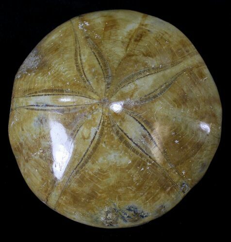 Large Polished Fossil Sand Dollar - Jurassic #22732